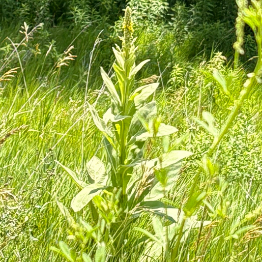 Mullein Seed Pods - Natures Respiratory Care