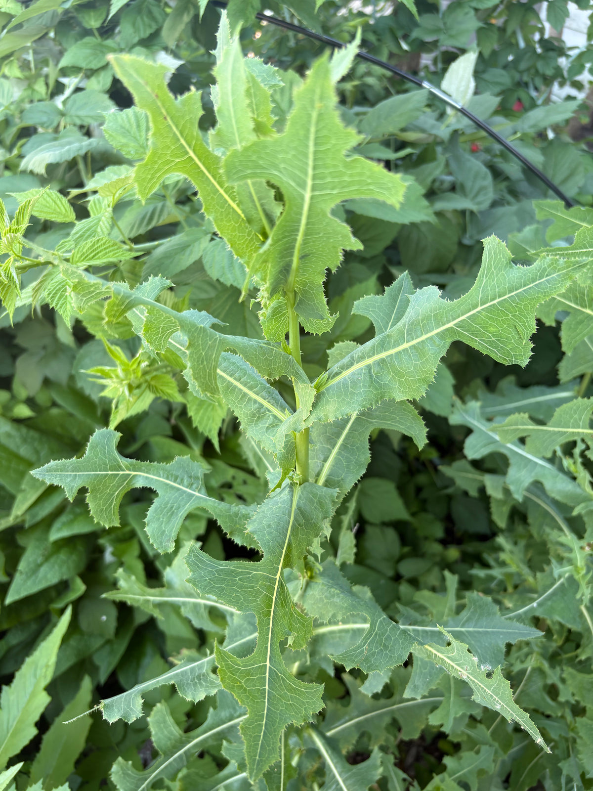 Wild Lettuce Resin Tincture