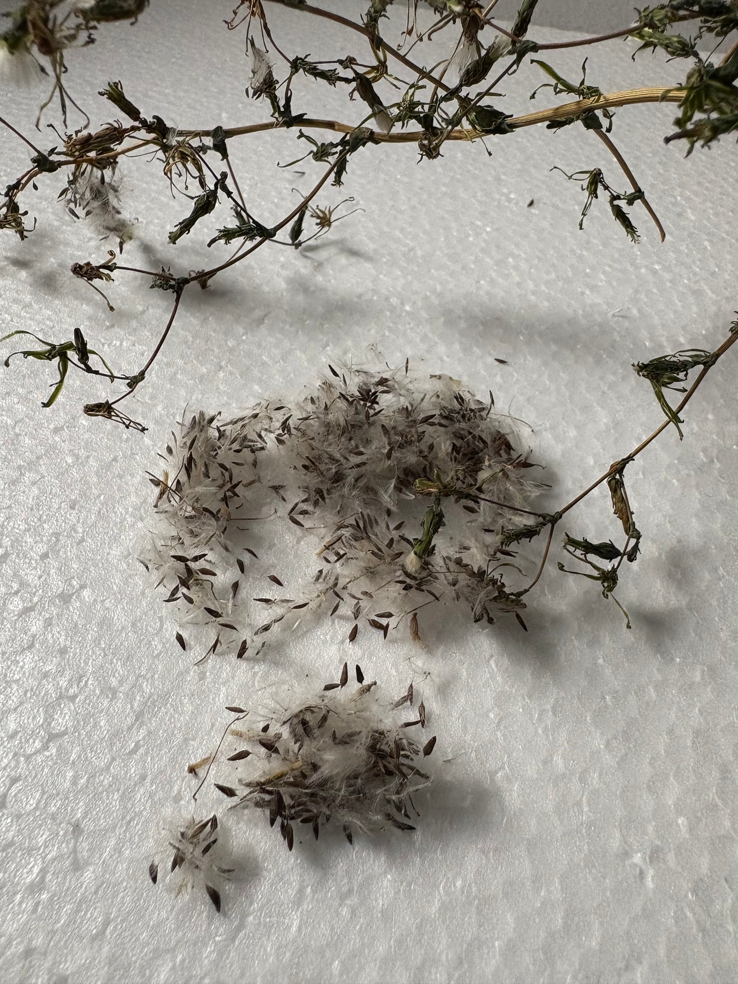 Wild Lettuce Seeds - Natures Opium