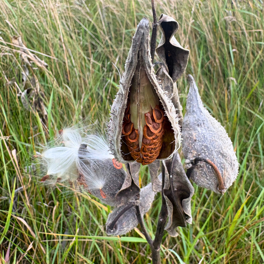 Milkweed Seeds - Natures Pollinator Host