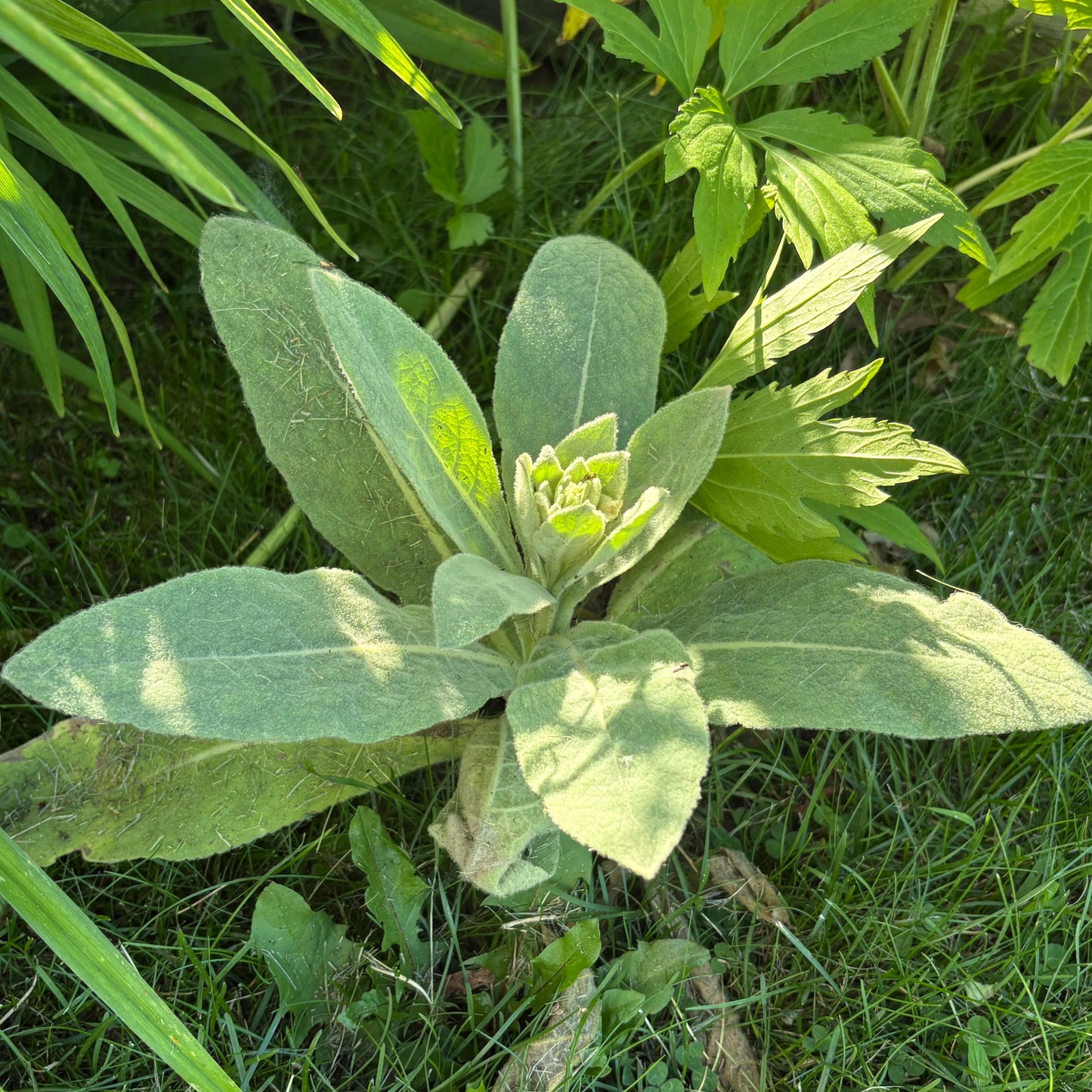 Dried Mullein Leaf - Natures Lung Cleanser