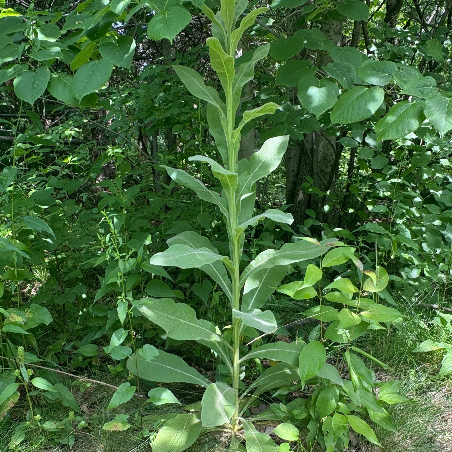 Dried Mullein Leaf - Natures Lung Cleanser