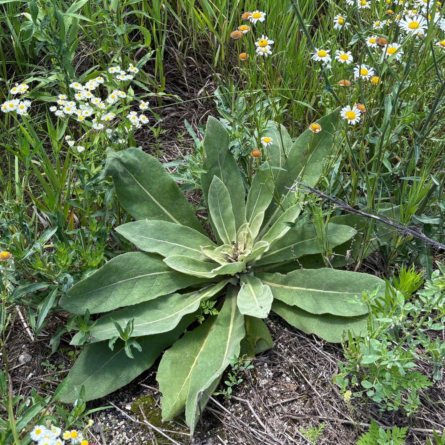 Dried Mullein Leaf - Natures Lung Cleanser