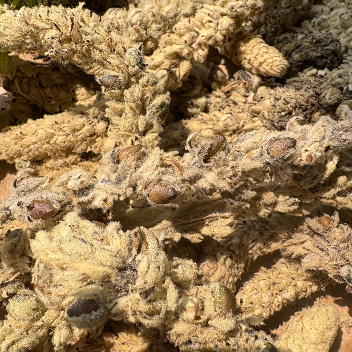 Mullein Seed Pods (1000's for planting)
