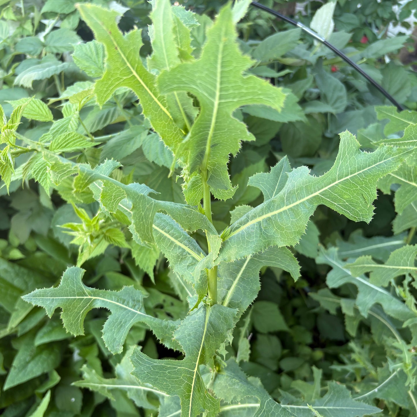 Dried Wild Lettuce - Natures Pain Reliever