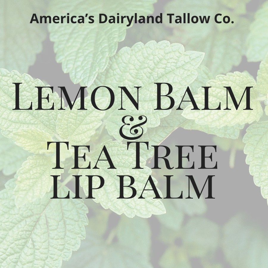 Lemon Balm & Tea Tree Tallow Lip Balm