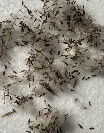 Wild Lettuce Seeds - Natures Opium