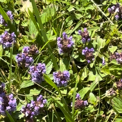 Heal-All "Natures Healer"