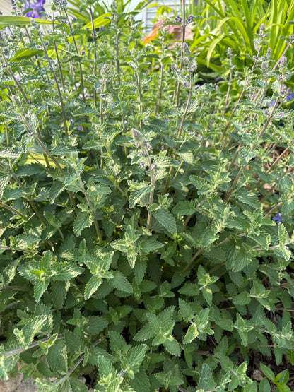 Herbal Infused Drawing & Healing Tallow Salve