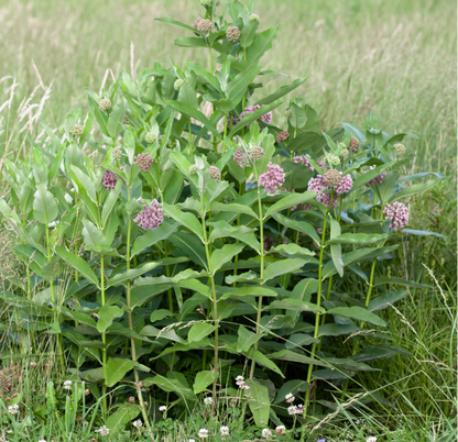Milkweed Seeds - Natures Pollinator Host