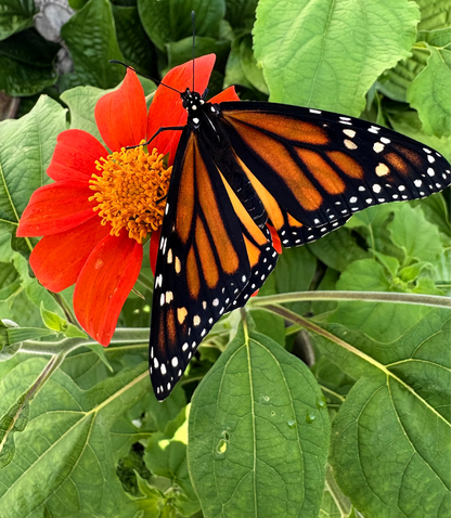 Herbal Infused Drawing & Healing Tallow Salve