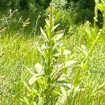 Mullein Seed Pods - Natures Respiratory Care