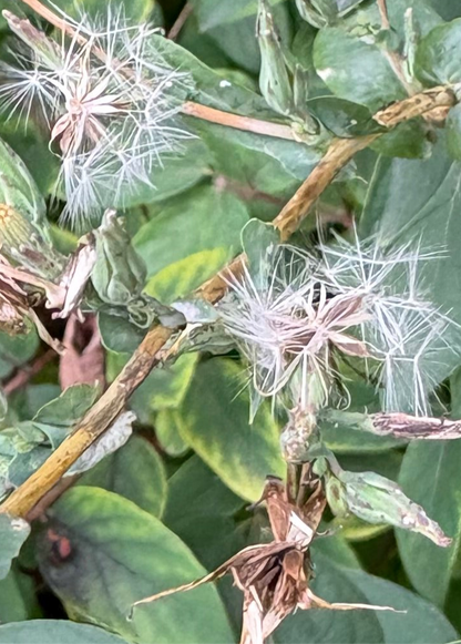 Wild Lettuce Seeds - Natures Opium