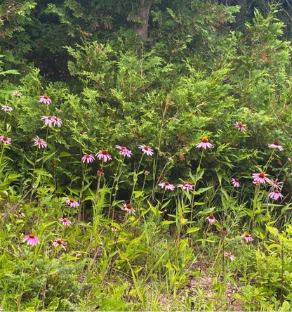 Purple Cone Flower Seeds - Natures Universal Healer