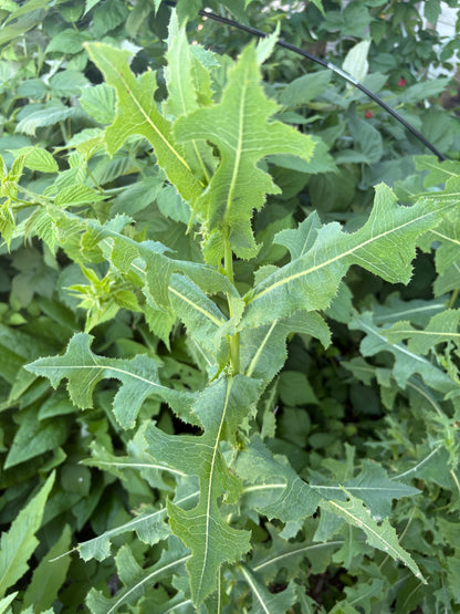 Wild Lettuce Resin Tincture