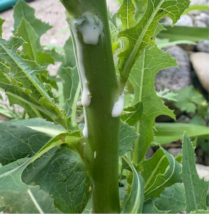 Wild Lettuce Seeds - Natures Opium