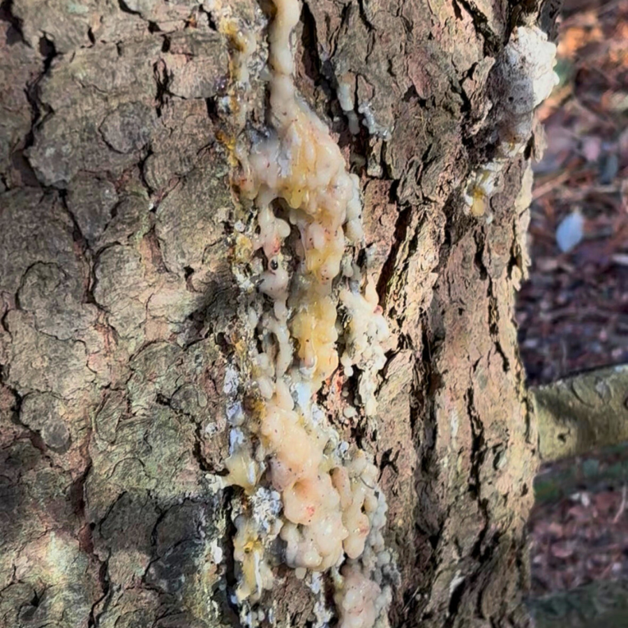 Pasture & Pine Resin Repair Balm