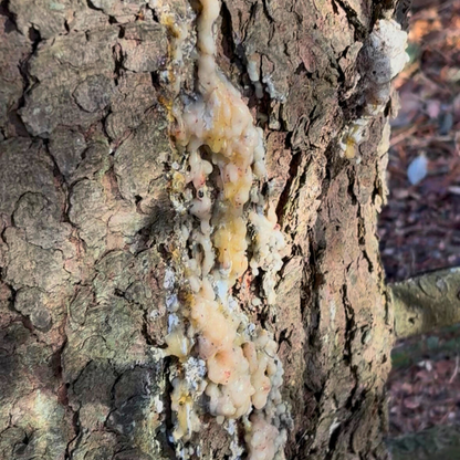 Pasture & Pine Resin Repair Balm