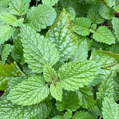 Baby Booty Whipped Tallow