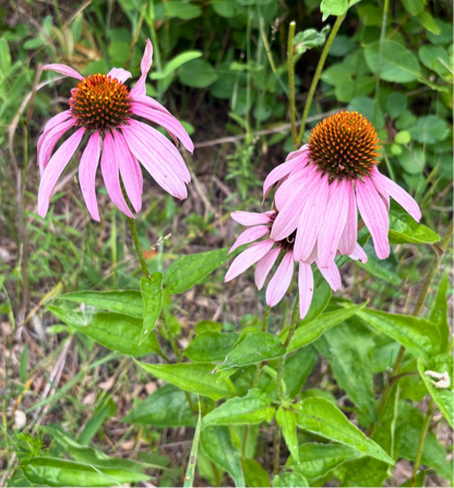Purple Cone Flower Seeds - Natures Universal Healer
