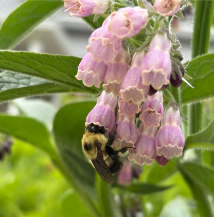 Dried Comfrey Leaf - Natures Wound Healer