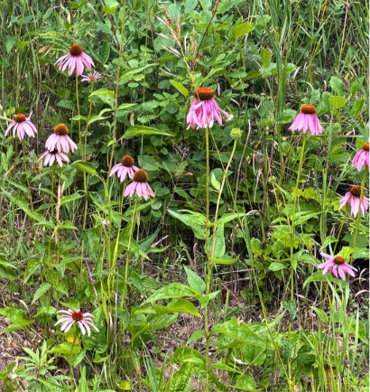 Purple Cone Flower Seeds - Natures Universal Healer