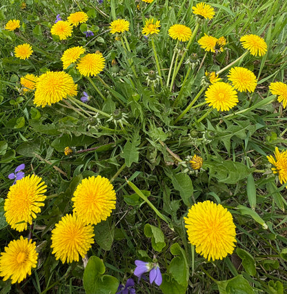 Calming Arthritis & Joints Tallow Salve