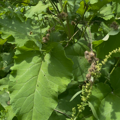 Down-To-The-Root Tallow Salve