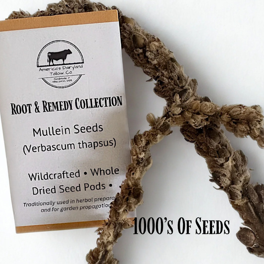 Mullein Seed Pods - "Natures Respiratory Care"