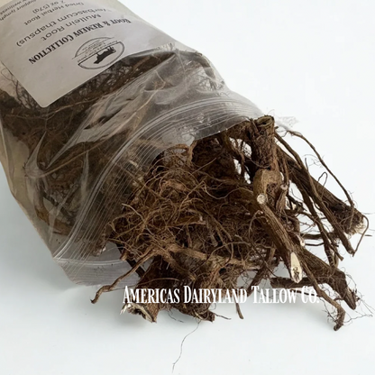 Mullein Root - Natures Root For The Evil