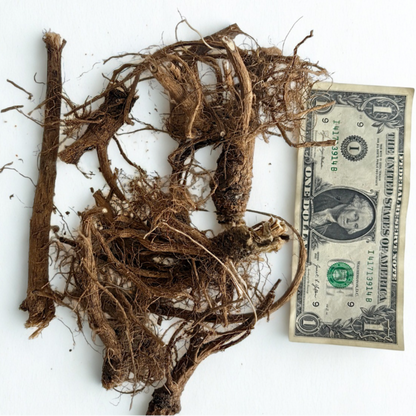 Mullein Root - Natures Root For The Evil