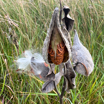 Milkweed Seeds - Natures Pollinator Host