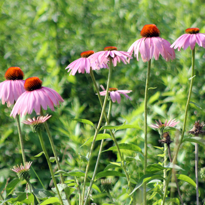 Purple Cone Flower Seeds - Natures Universal Healer
