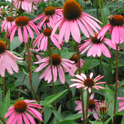 Purple Cone Flower Seeds - Natures Universal Healer