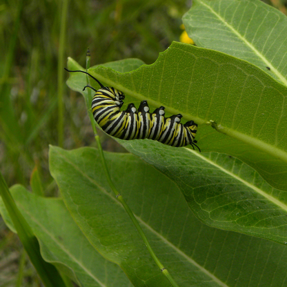 Milkweed Seeds - Natures Pollinator Host