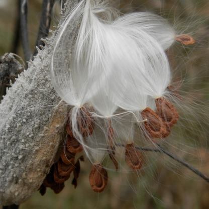 Milkweed Seeds - Natures Pollinator Host