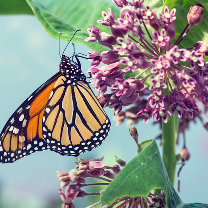 Milkweed Seeds - Natures Pollinator Host