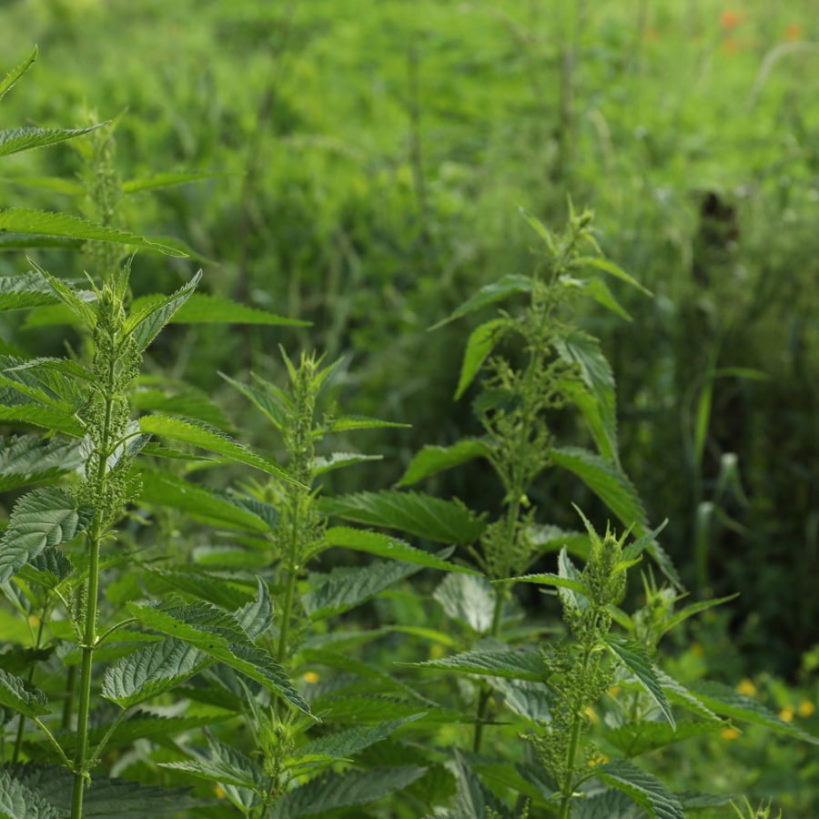 Dried Stinging Nettle - "Nature's Multivitamin"