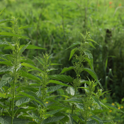 Dried Stinging Nettle - "Nature's Multivitamin"