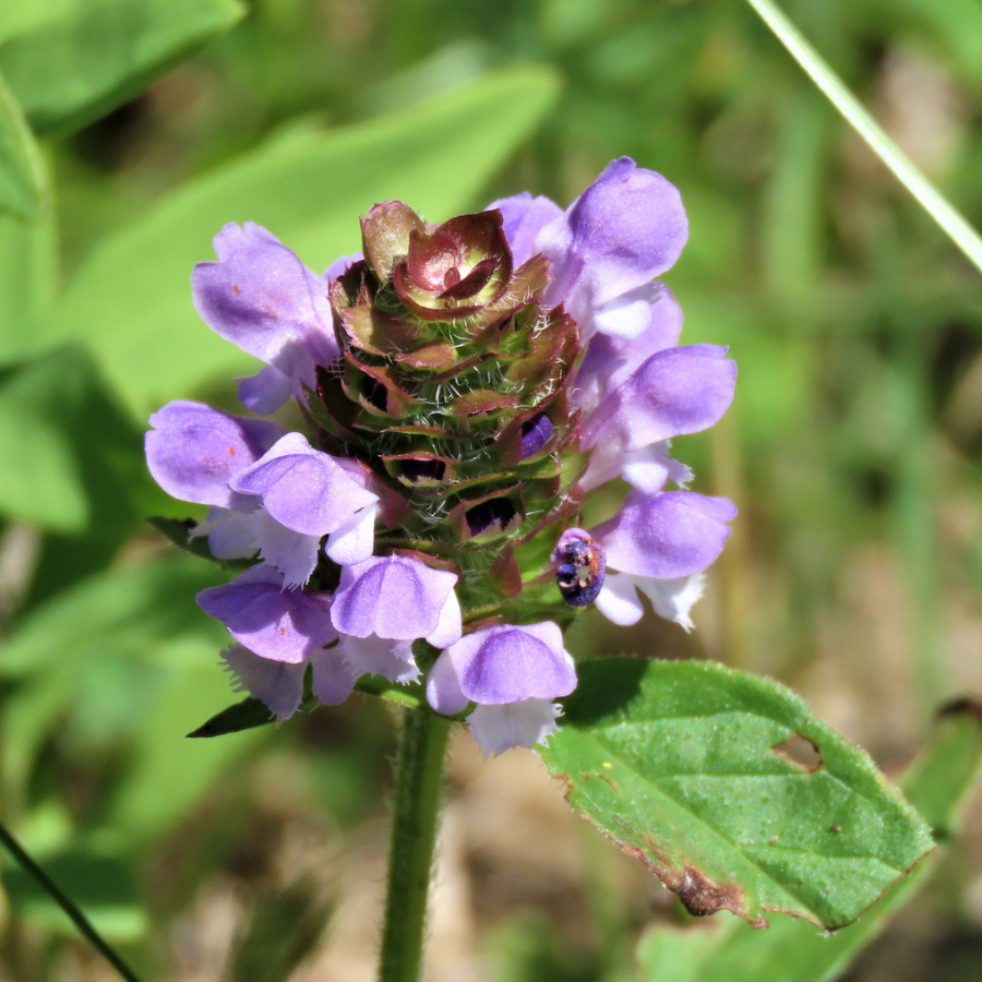Heal-All "Natures Healer"