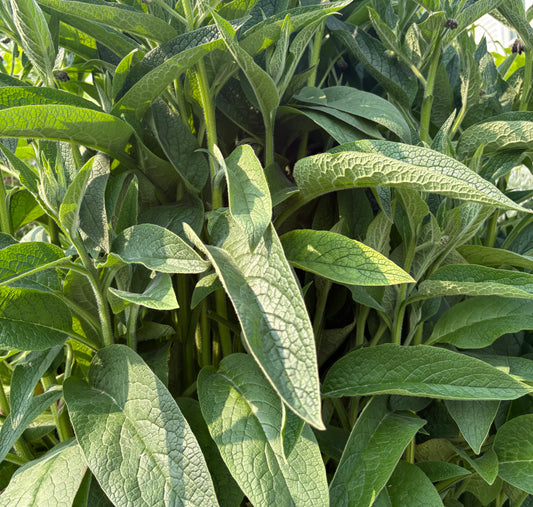 Dried Comfrey Leaf - "Natures Wound Healer"