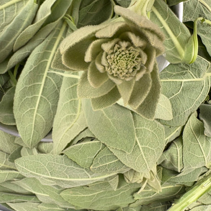 Dried Mullein Leaf - Natures Lung Cleanser