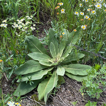 Mullein Seed Pods - Natures Respiratory Care