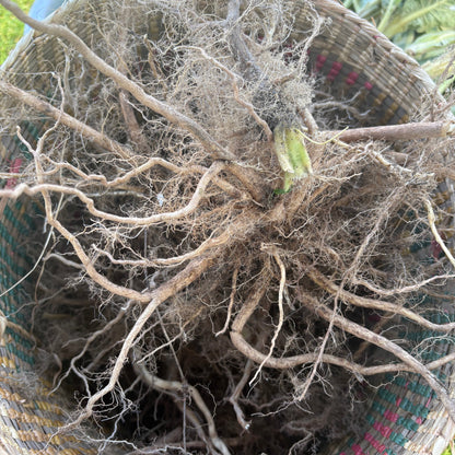 Mullein Root - Natures Root For The Evil