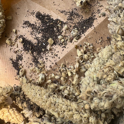 Mullein Seed Pods - Natures Respiratory Care
