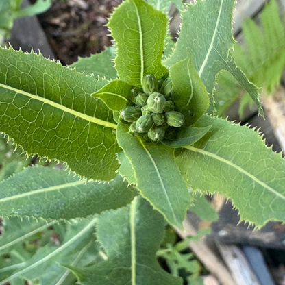 Wild Lettuce Seeds - Natures Opium